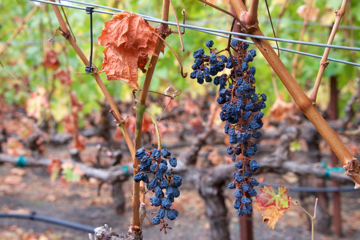 Too Many Grapes in CA and WA