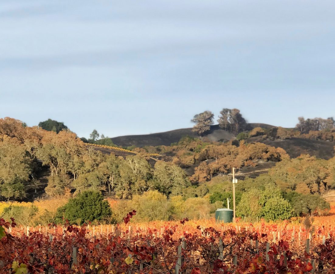 Flames, Fermentation, Fear and Recovery in Sonoma